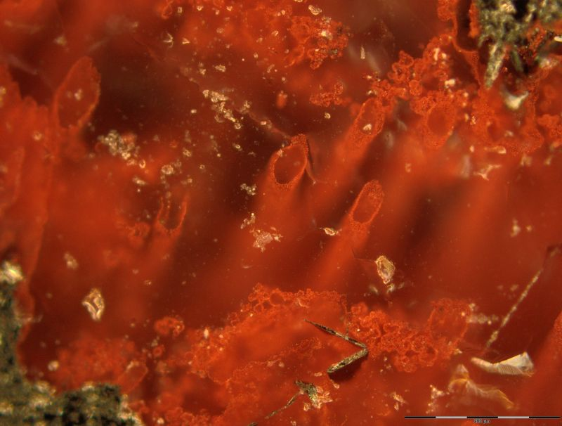 Tubos de los microfósiles más antiguos de la Tierra, según el nuevo estudio. (Imagen: Matthew Dodd).